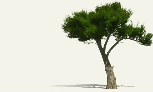 treebytree boom cadeau zakelijk