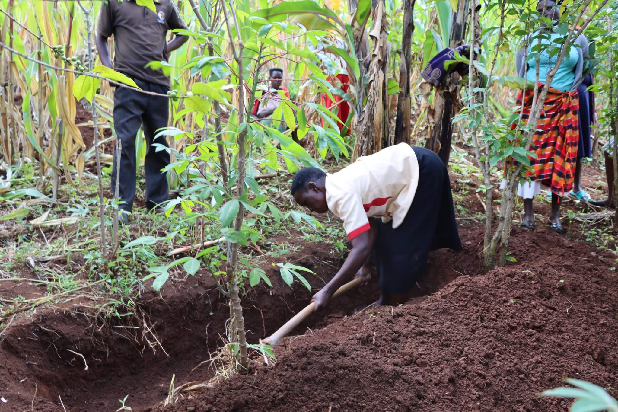 coffee farmers digging trenches between the crops to treebytree