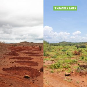 Maak de wereld groener en koeler: JUSTDIGGIT