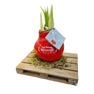 Plant op Pallet: No Water Flowers® met Logo – Een Duurzaam Groeiend Geschenk van Tiger Concept